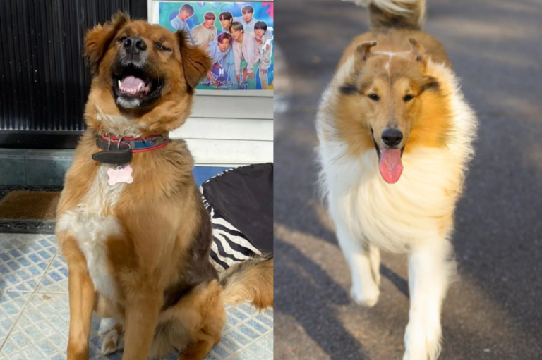 Brownie Boric le envió especial y particular regalo a perro de Alberto Fernández: 