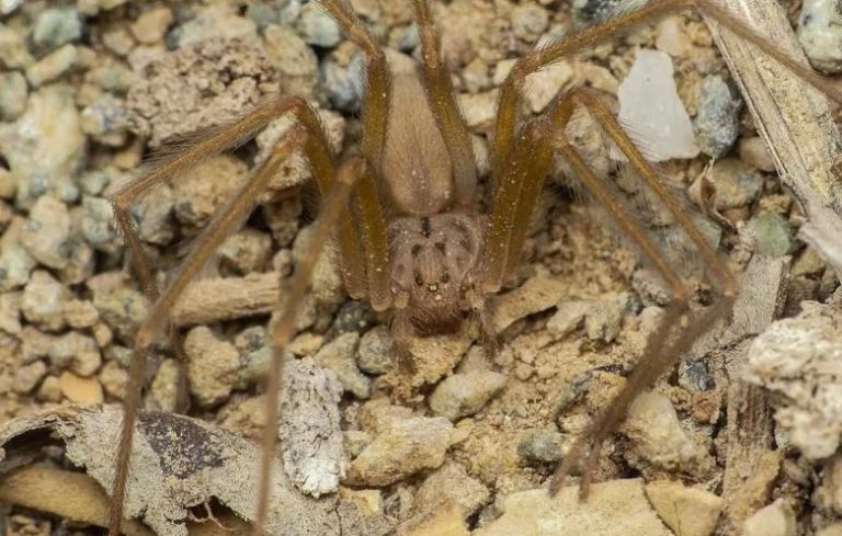 Adolescente chileno descubrió una nueva araña de rincón y lleva nombre en su honor