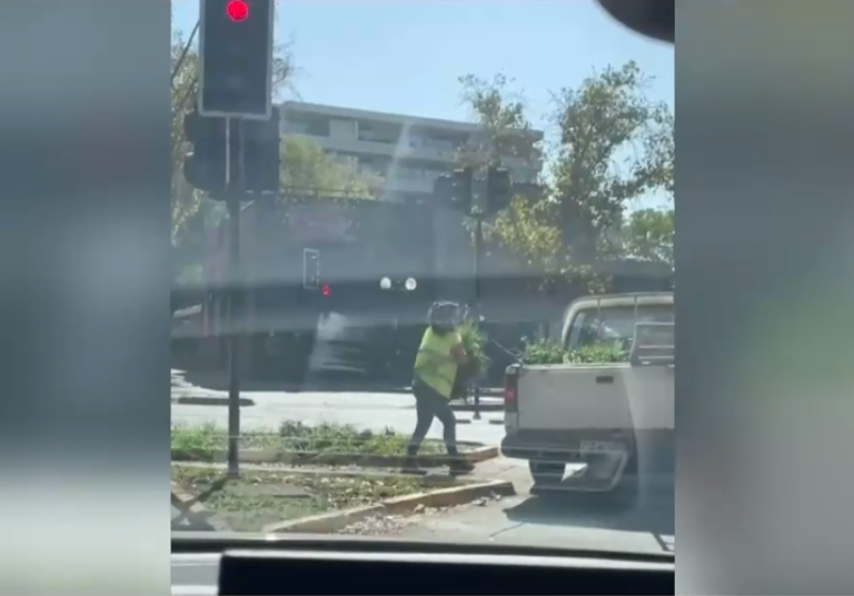Tulbalgias, las plantas de bajo consumo hídrico que se robaron en Providencia