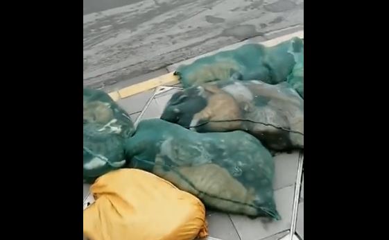 Denuncian que en China han sacrificado gatos y perros de personas contagiadas con COVID-19