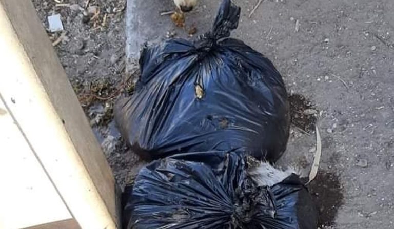 Alcalde anunció querella: Denuncian que encontraron perros faenados en las calles de PAC