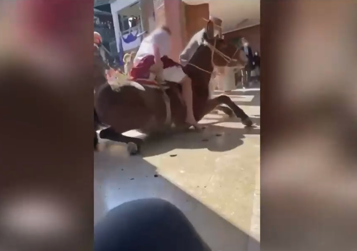 Lo usaron para actividad de Semana Santa: Animal se desplomó en acto de colegio en Vitacura