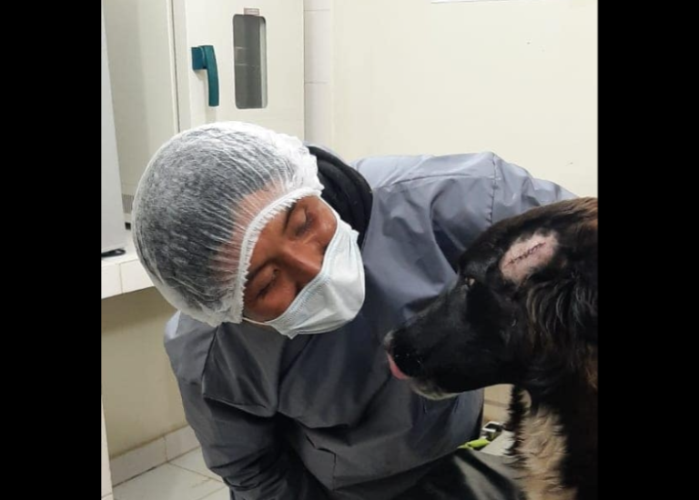 Perro salvó a su dueña de ser víctima de un femicidio: Se interpuso al agresor y fue apuñalado