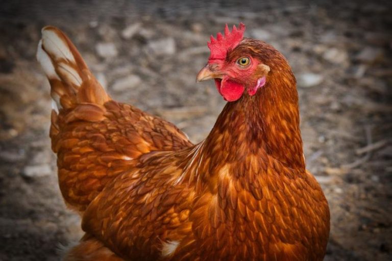 China confirmó que niño de 4 años es el primer caso de gripe aviar H3N8 en humanos