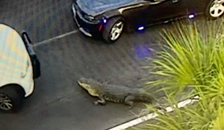 ¿Por qué cruzó la carretera?: Enorme caimán detiene el tráfico en plena autopista de EE.UU