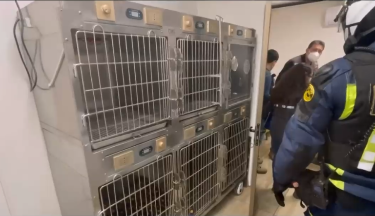 Malos olores alertaron a vecinos: Descubren clínica veterinaria clandestina en Providencia