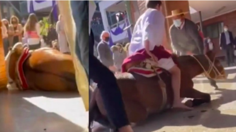 ¡Desconcertante video! Denuncian maltrato animal en acto de Semana Santa en colegio de Vitacura