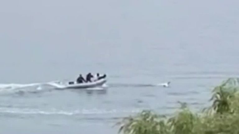 Indignante registro: Sujetos acosaron sobre una lancha a un cisne en el lago Vichuquén