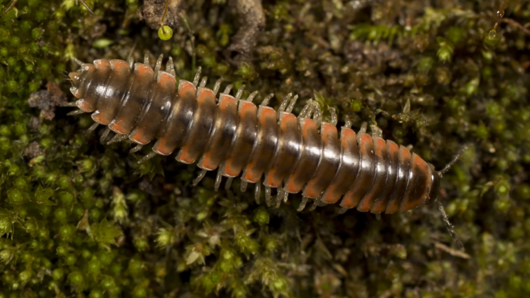 Taylor Swift inspiró el nombre de nueva especie de ciempiés: 