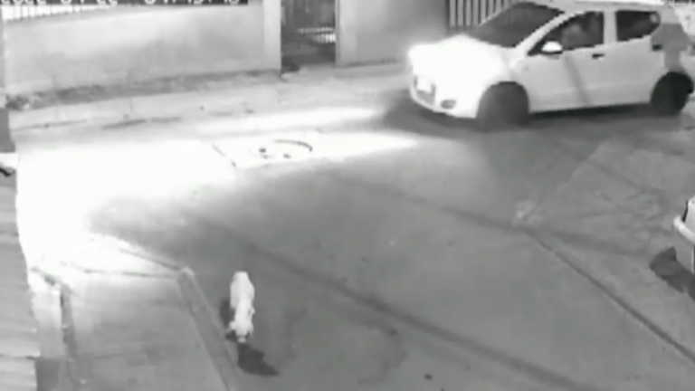 Vecinos indignados: Atropello de perro causa alerta en Lo Prado