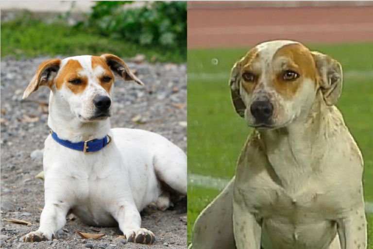 Johnny, el perrito que se volvió viral en partido de Colo Colo, busca una nueva familia