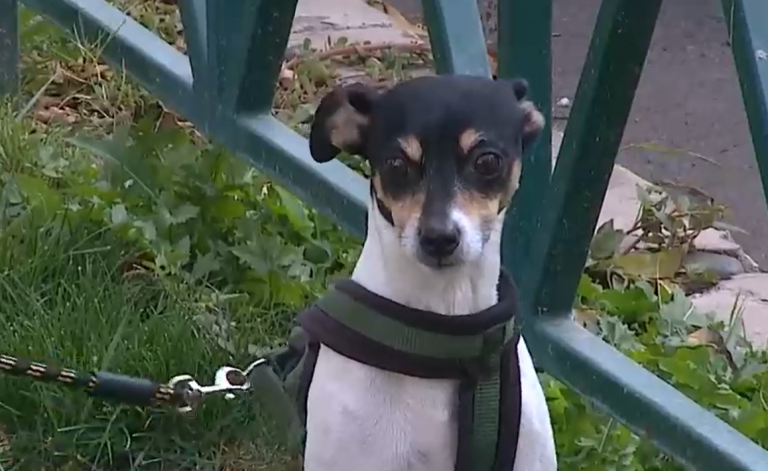 Hasta $100 mil mensuales: Al alza los gastos en alimentos para mascotas