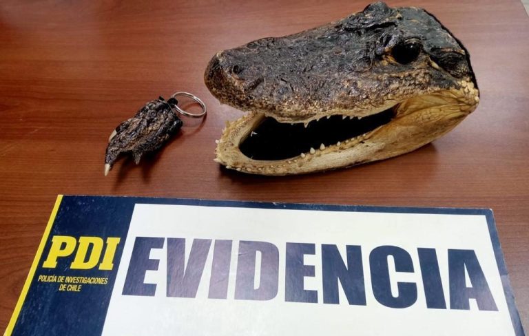 Hasta una cabeza: Detuvieron a hombre que vendía restos de lagarto en feria de Rancagua