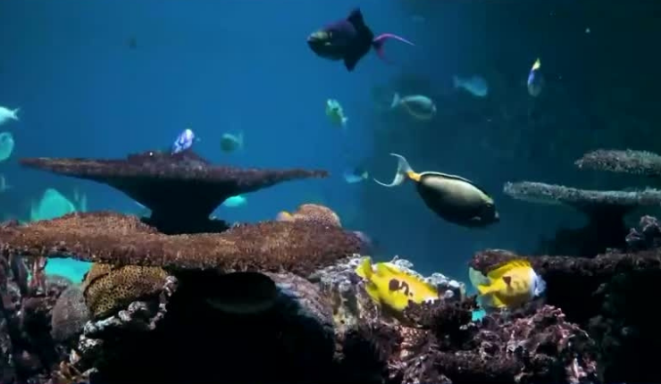 Alerta Climática: Alimentos del océano se agotarán para antes del 2050