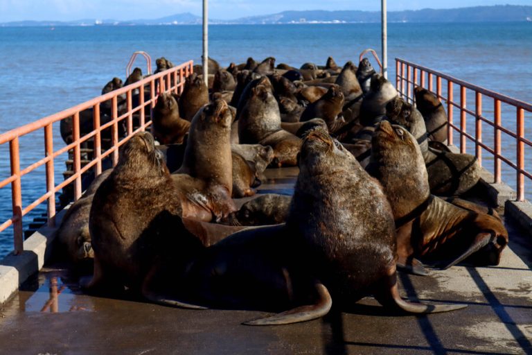 PDI detiene a cuatro sujetos por 