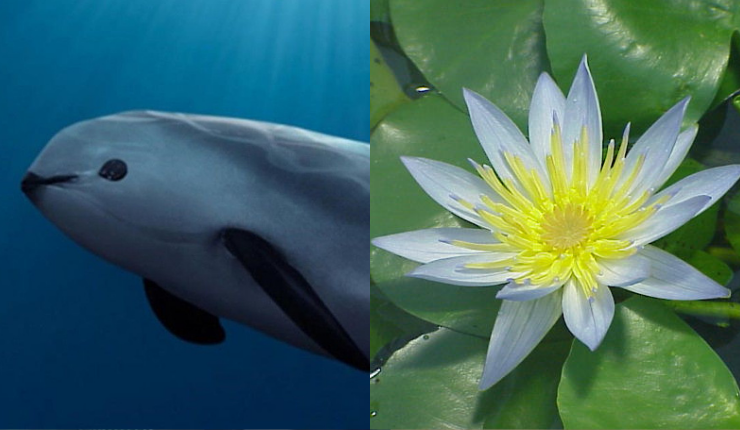 Solo quedan 10 vaquitas marinas: Conoce cuáles son las diez especies de fauna y flora más amenazadas del mundo