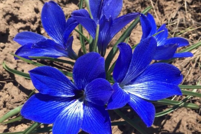 Encuentran planta endémica chilena que se creía extinta hace más de 50 años