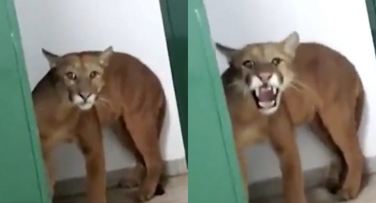 De infarto: Niño se encontró con un puma en el baño de su colegio en Brasil
