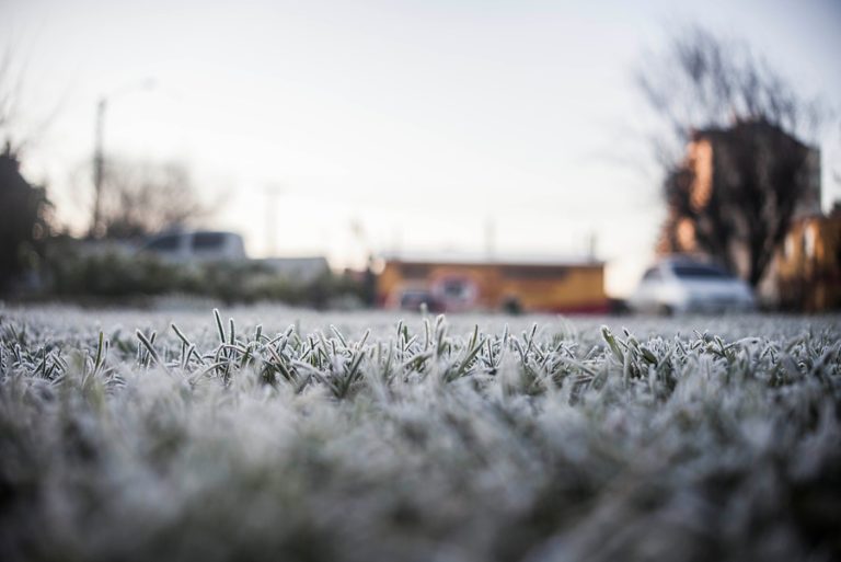 Más que sólo heladas: ¿Cómo y por qué se forma la temida escarcha?