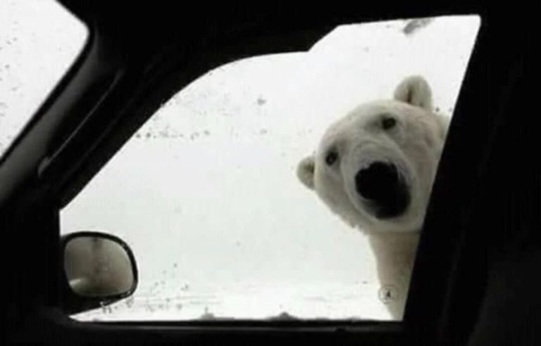 No fuiste el único que lo sufrió: El frío polar se tomó la mañana y aparecieron los memes