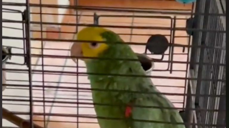 ¡Se volvió viral! Loro realizó broma a Testigos de Jehová que tocaron puerta de una casa