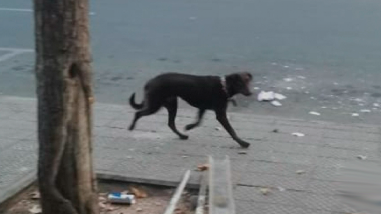 Llamado desesperado: Se busca perrita que huyó asustada tras el choque en Vicuña Mackenna