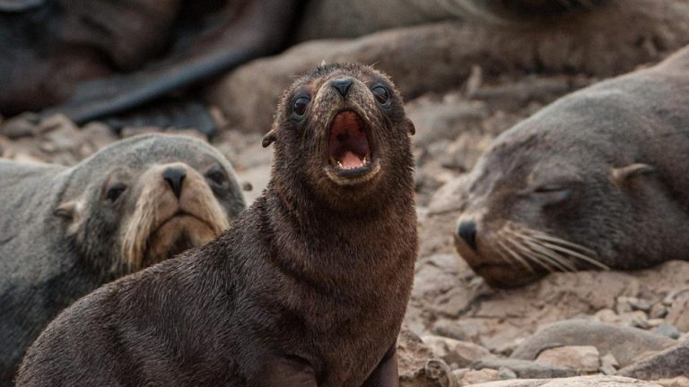 Cazado y faenado: Detuvieron a cuatro extranjeros por hacer asado de lobo marino