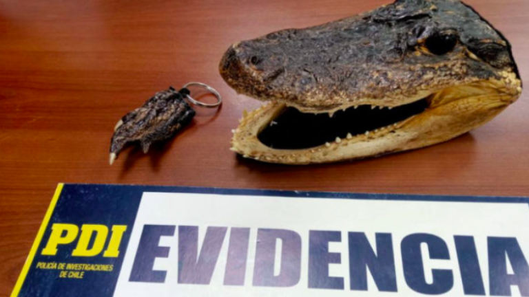 PDI incautó partes de un lagarto que eran vendidas como artesanía en Rancagua
