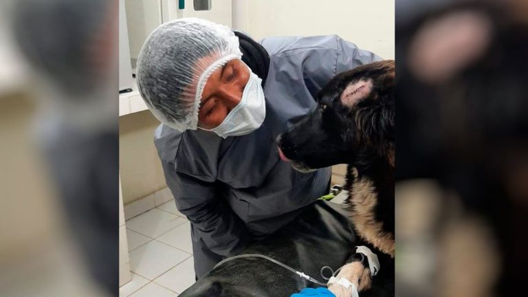 Recibió puñaladas: Perro salvó a su dueña de ser víctima de femicidio