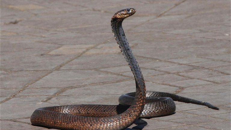Serpiente queda atrapada en el cabello de un hombre en Brasil