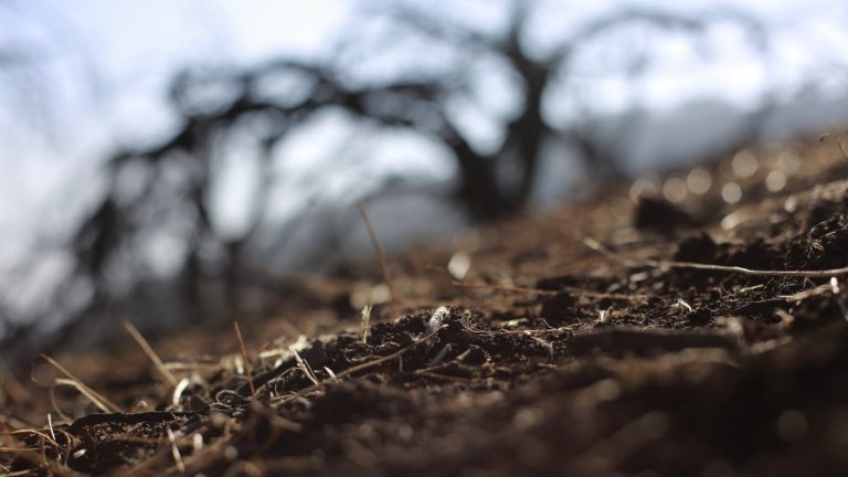 ¡Los más depredadores! Chile es el primer país de Latinoamérica con sobregiro ecológico en 2022