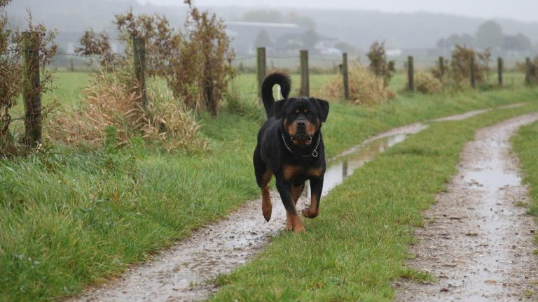 Ex policía con arresto domiciliario por homicidio de tres adolescentes murió tras ataque de su perro