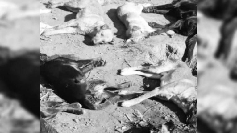 Denuncian envenenamiento masivo de 18 perros en Quinta de Tilcoco: 15 murieron y tres agonizan