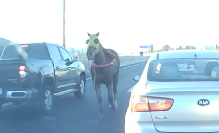 Caballo fue captado en plena autopista: ¿Qué hacer en estos casos y quiénes tienen la responsabilidad?
