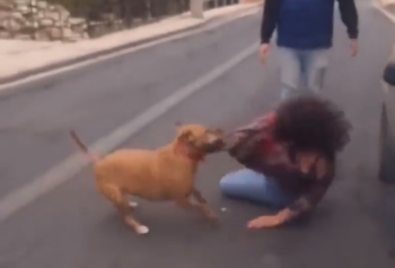 Sería ex psicóloga municipal: Captan a mujer ebria golpeando a transeúntes y animales en Vicuña