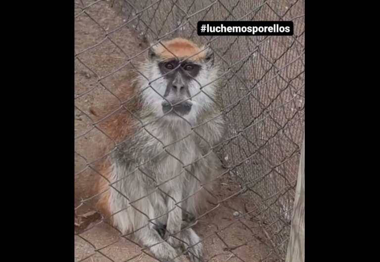 Mono que se hizo viral falleció: Denuncian a zoológico de La Serena por maltrato animal