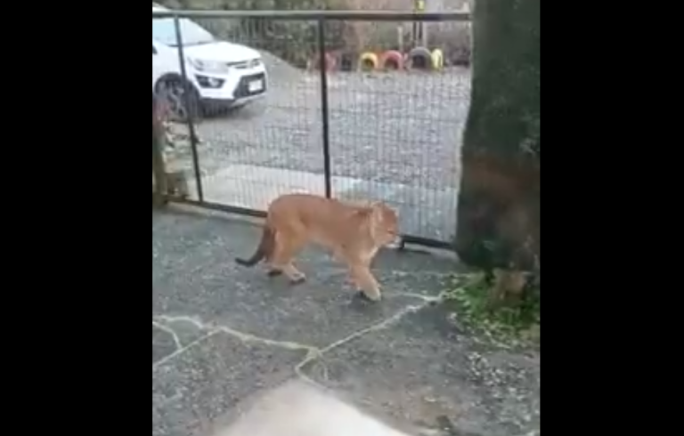Registran a puma suelto en un pasaje de Puerto Montt: SAG confirmó operativo en curso
