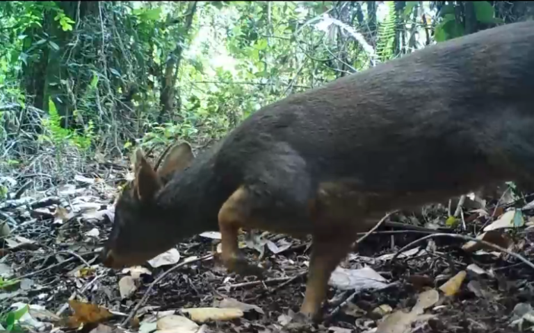 Vuelve fauna en peligro a Parques Nacionales