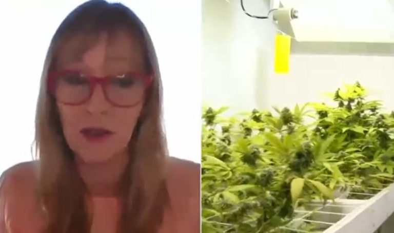 Ana María Gazmuri por cannabis: 