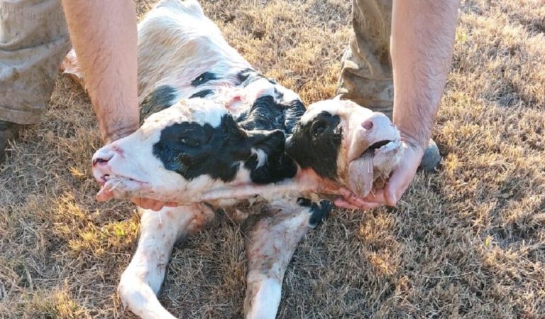 El impactante caso del ternero que nació con dos cabezas en una lechería en Argentina