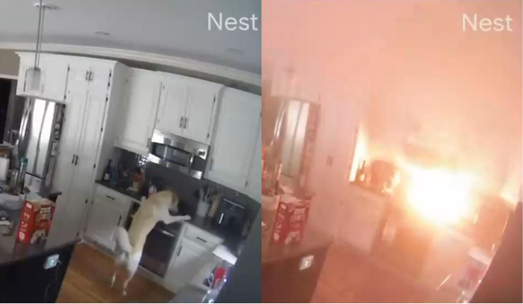 Video captó momento exacto en que un perro incendió la casa de sus dueños tras prender la cocina
