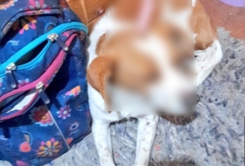 Perrito fue acuchillado en su cráneo durante pelea en Puente Alto: Se encuentra en estado crítico