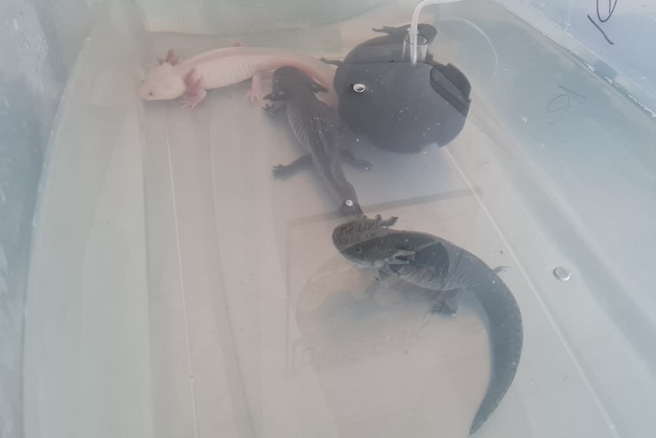 Los vendían por Facebook: ¿Qué son los axolotes y por qué es riesgoso tener animales exóticos?