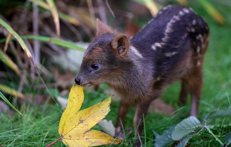 Pudú murió atropellado al interior de parque nacional de Los Lagos: Conaf llamó a 