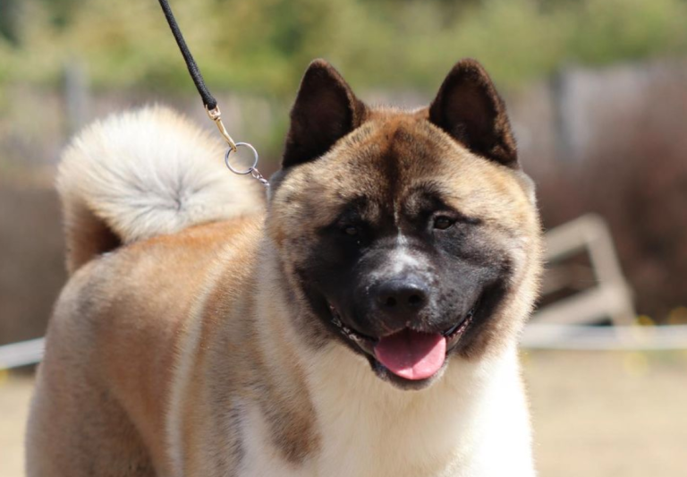 Fiscalía abre investigación por maltrato animal tras muerte de perro en Pirque: Familia apunta contra vecino