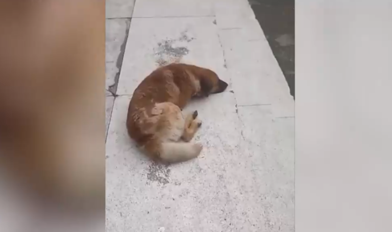 Quedó con graves heridas: Millonaria indemnización por ataque de perro callejero en Villarrica