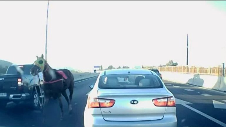 Caballo de carrera se escapa y detiene el tránsito en plena Autopista Central