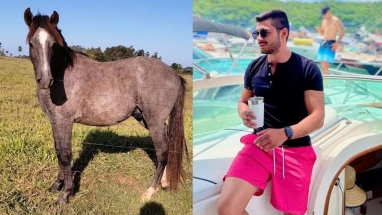 “Mi madre me quería matar”: Joven ebrio compró un caballo en plena subasta online