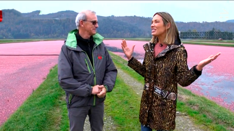 La Ruta Verde | Vanesa Borghi recolectó cranberries en Lanco