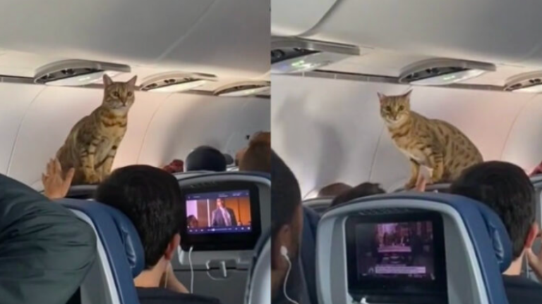 ¡En pleno vuelo! Gato se hizo viral en TikTok luego de escaparse de su dueño